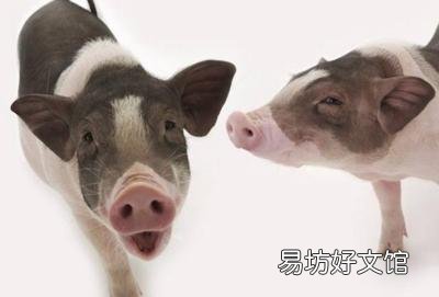 猪价跳水下跌，7元不保？猪价超跌的背后发生了啥？