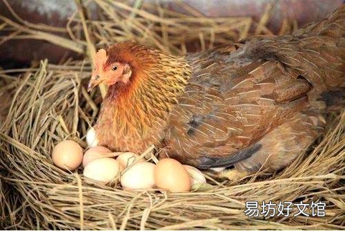 农村养土鸡周期长,成本高,养殖难,究竟能卖多少钱一斤合适?