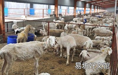 猪价持续下跌,牛羊价格紧随其后,后半年的价格走势,你还看好吗?