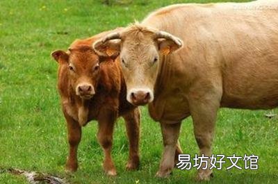 猪价持续下跌,牛羊价格紧随其后,后半年的价格走势,你还看好吗?