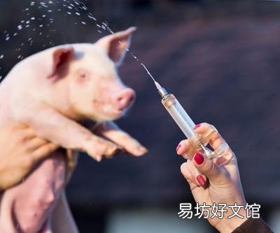 猪场外购仔猪回来风险大,如何有效防控非洲猪瘟?