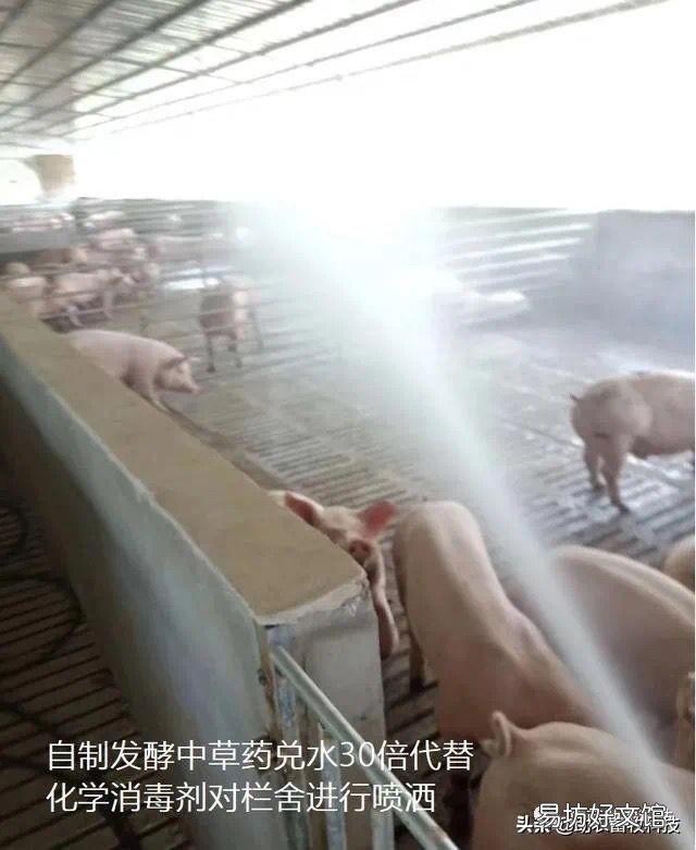 猪场外购仔猪回来风险大,如何有效防控非洲猪瘟?