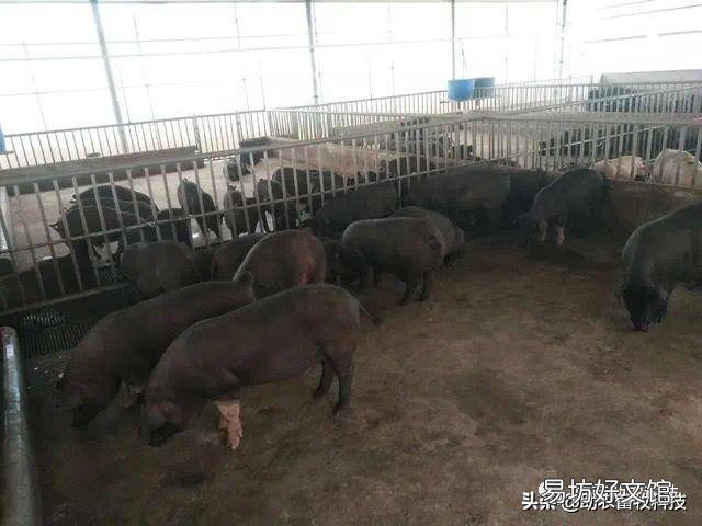 猪场外购仔猪回来风险大,如何有效防控非洲猪瘟?