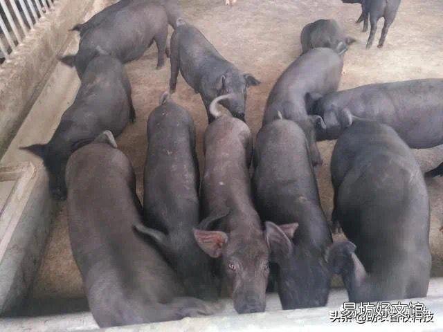 猪场外购仔猪回来风险大,如何有效防控非洲猪瘟?