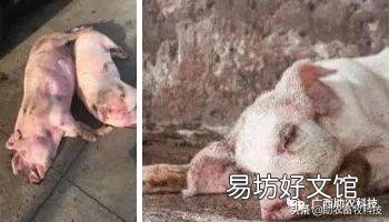 猪场外购仔猪回来风险大,如何有效防控非洲猪瘟?