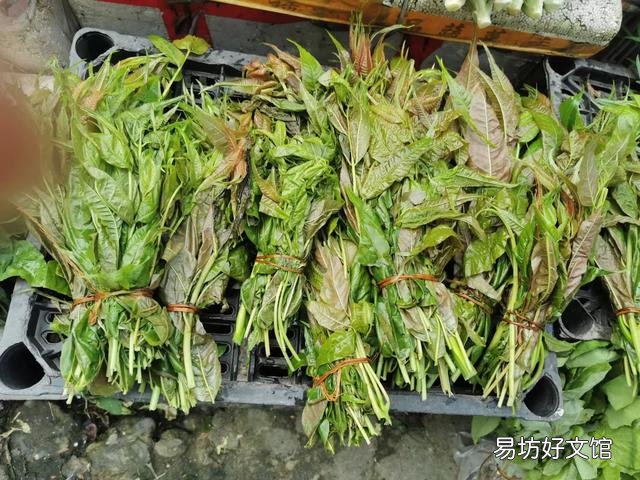 贵州这么多野菜你吃过几种呢,都怎么吃的?