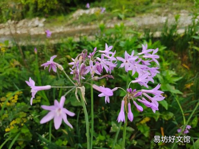 贵州这么多野菜你吃过几种呢,都怎么吃的?