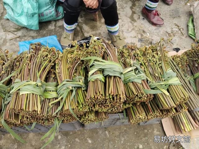 贵州这么多野菜你吃过几种呢,都怎么吃的?