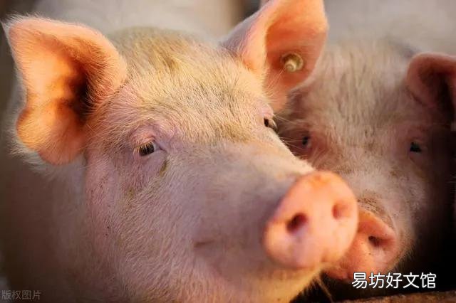 猪肉价格全面上涨——背后透露了什么消息?