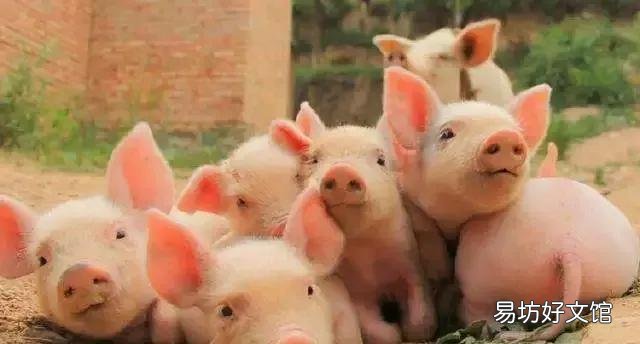猪肉价格全面上涨——背后透露了什么消息?
