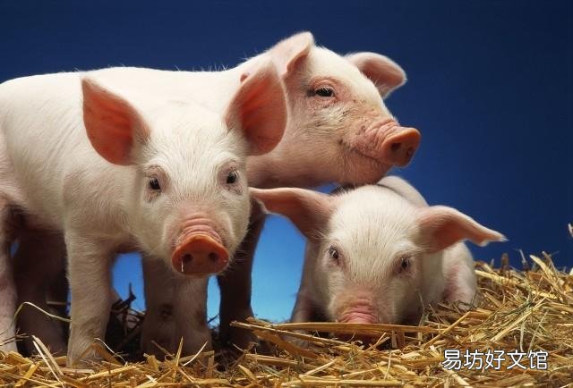 近期猪肉大跌,仔猪跌至200,母猪大量宰杀,是什么原因?