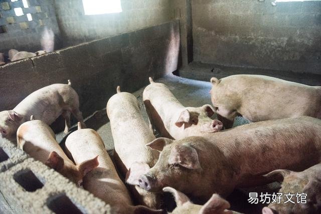 2021年，猪市更乱了，乱在哪？