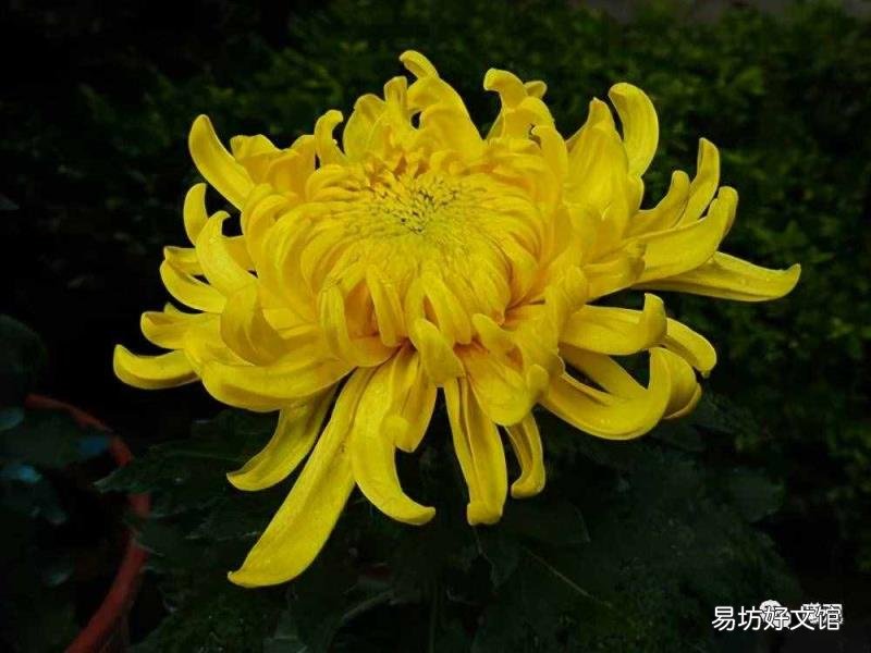 名声大震还是振 名声大震的意思