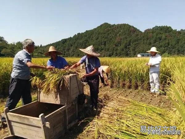 农村“双抢”是抢什么?