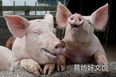 养猪就像围城,里面的人想出去,外面的人挤破头想进去,啥情况?