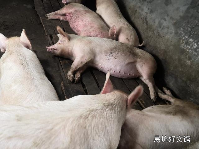 散养生猪每头成本2811,卖了1800?千元的亏损哪去了?