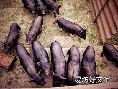 散养生猪每头成本2811,卖了1800?千元的亏损哪去了?
