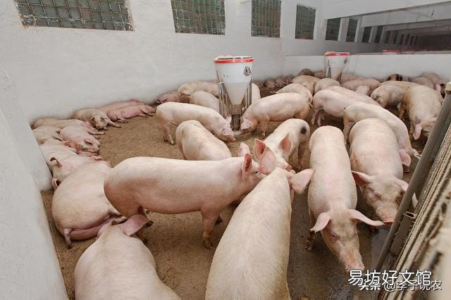 猪肉价格全面下跌,是什么原因导致难以反弹?