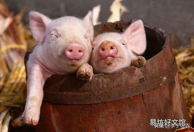 猪肉价格全面下跌,是什么原因导致难以反弹?
