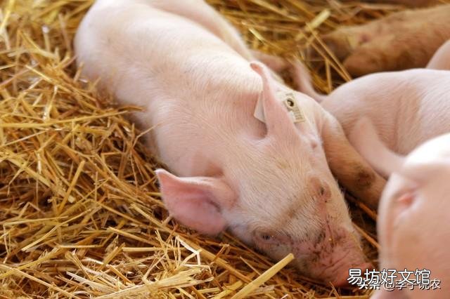猪肉价格全面下跌,是什么原因导致难以反弹?