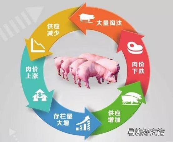 养猪业已全面亏损,为何还有猪企斥巨资养猪?