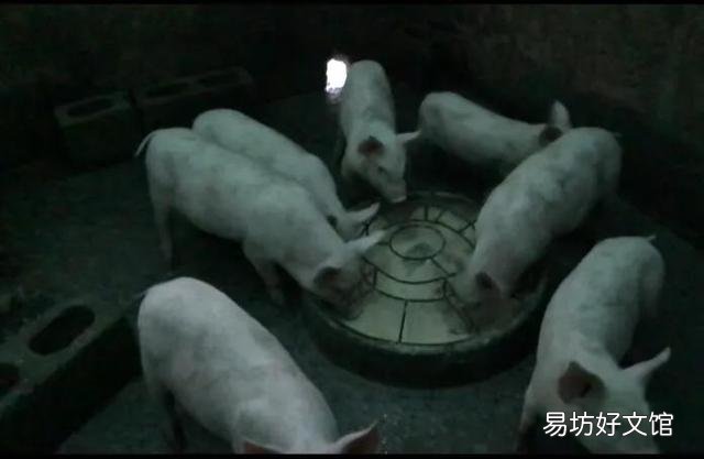 仔猪求人买,这猪市到底咋了?