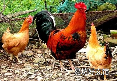 请问散养鸡选择什么品种最好?