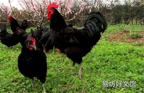 请问散养鸡选择什么品种最好?
