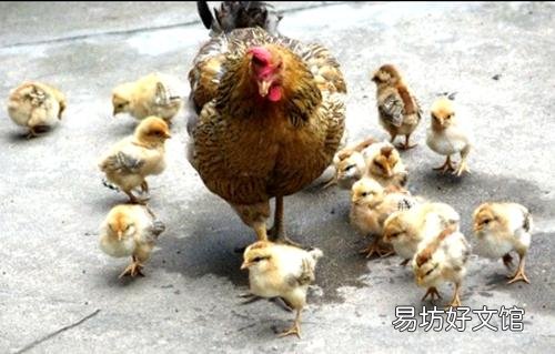 请问散养鸡选择什么品种最好?