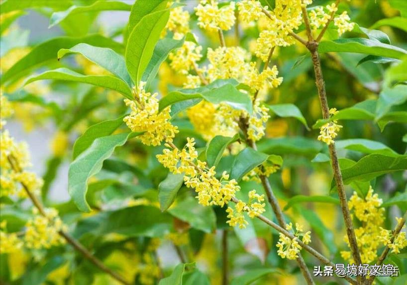 四季桂花树什么时候开花 桂花什么时候开
