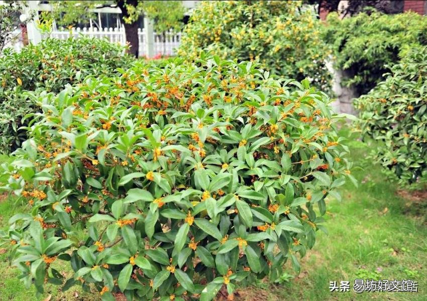 四季桂花树什么时候开花 桂花什么时候开