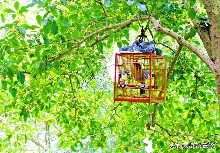 四季桂花树什么时候开花 桂花什么时候开