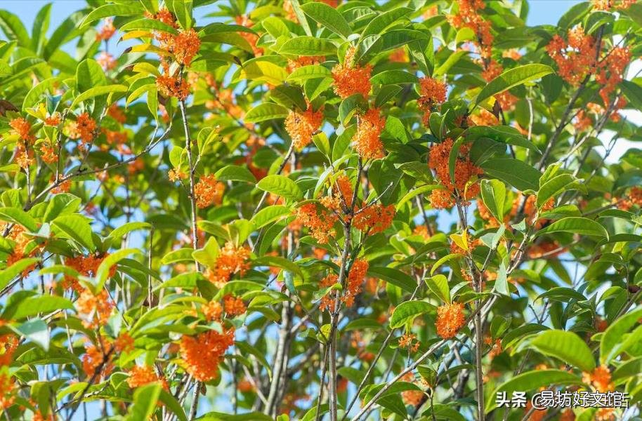 四季桂花树什么时候开花 桂花什么时候开