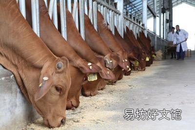 牛只吃草能养肥吗?
