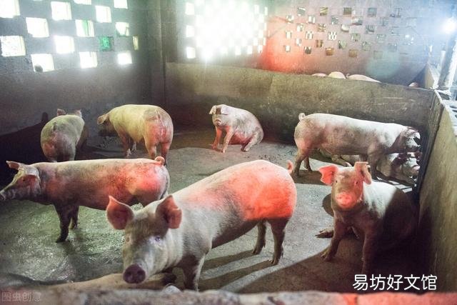 猪场周边发现非瘟后,如何保护自家猪场?