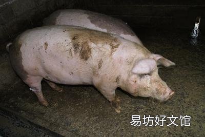 上半年的猪价一直在跌,下半年有希望上涨吗?