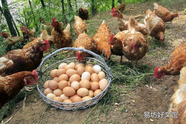 土鸡蛋为什么很小?