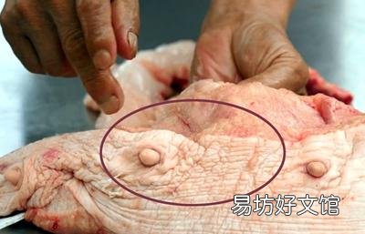 为什么老母猪的肉没人吃?