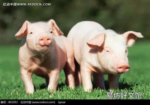 猪仔市场未来一个月走势如何?