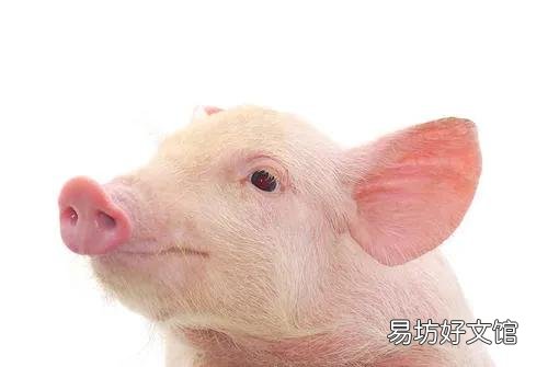 猪仔市场未来一个月走势如何?