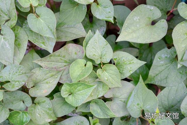 现在人们都喜欢吃野菜,但在超市却很少见,为什么农民却不种植?