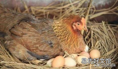 养殖蛋鸡的前景好不好?