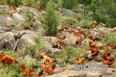 農(nóng)家院里籠養(yǎng)喂蔬菜玉米面的雞算是土雞嗎？
