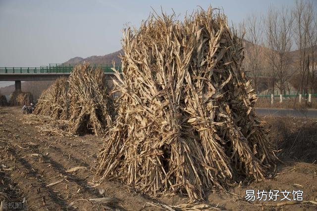 二年的陈玉米秸秆能喂羊吗?