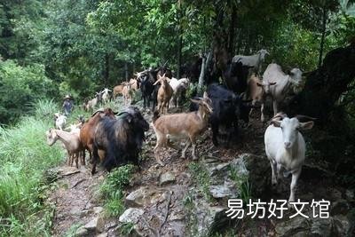 请问黑山羊圈养好还是放养好?