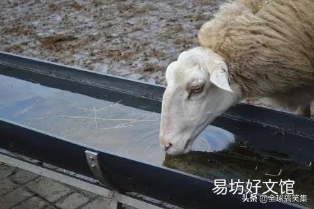 请问黑山羊圈养好还是放养好?
