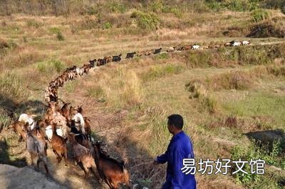 请问黑山羊圈养好还是放养好?