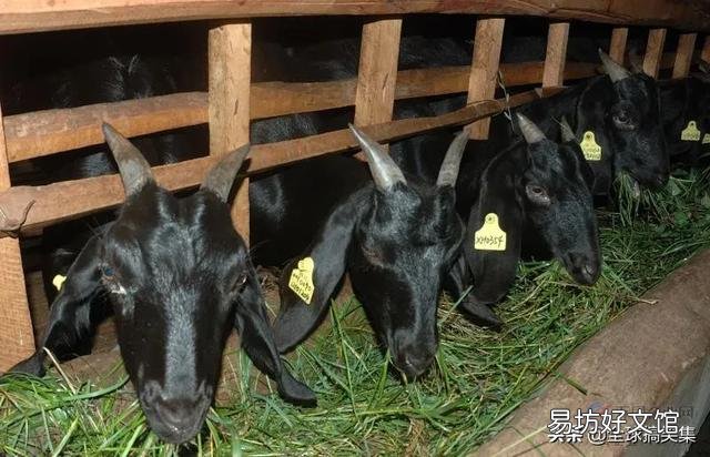 请问黑山羊圈养好还是放养好?