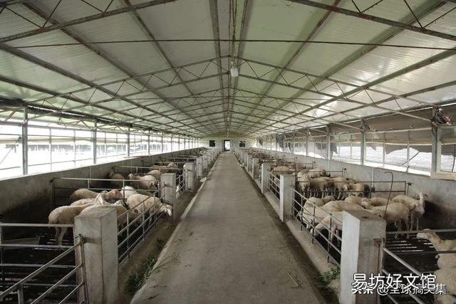 请问黑山羊圈养好还是放养好?