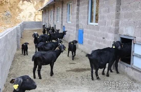 请问黑山羊圈养好还是放养好?